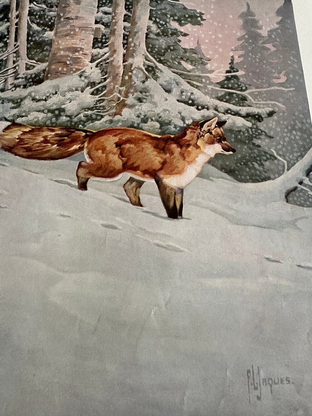 The Red Fox by Francis Lee Jaques Winter Bookplate Art Print ~ 260509-WH 173